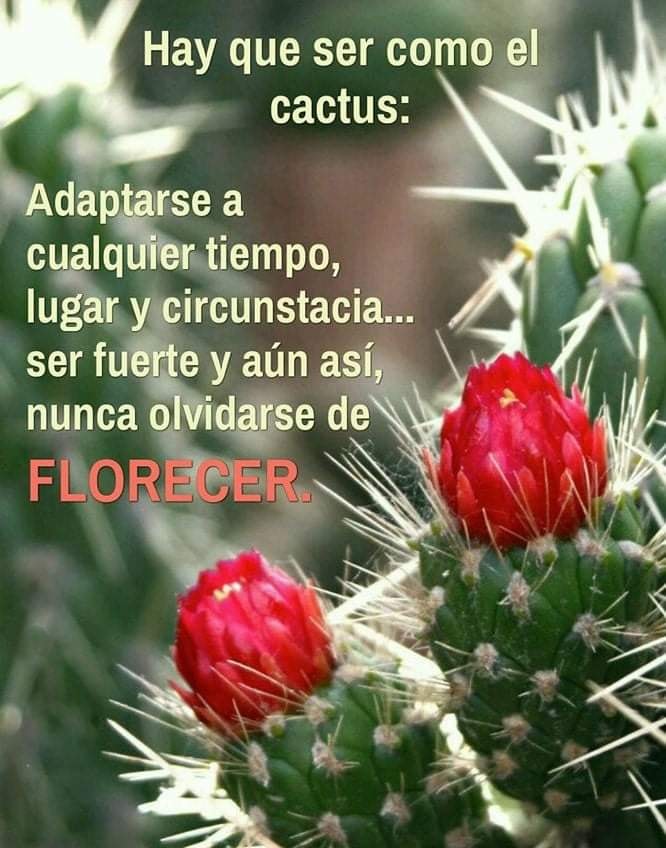 Hay Que Ser Como El Cactus 