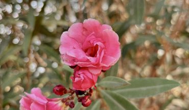 El amor y la amistad florecen donde las personas son honestas