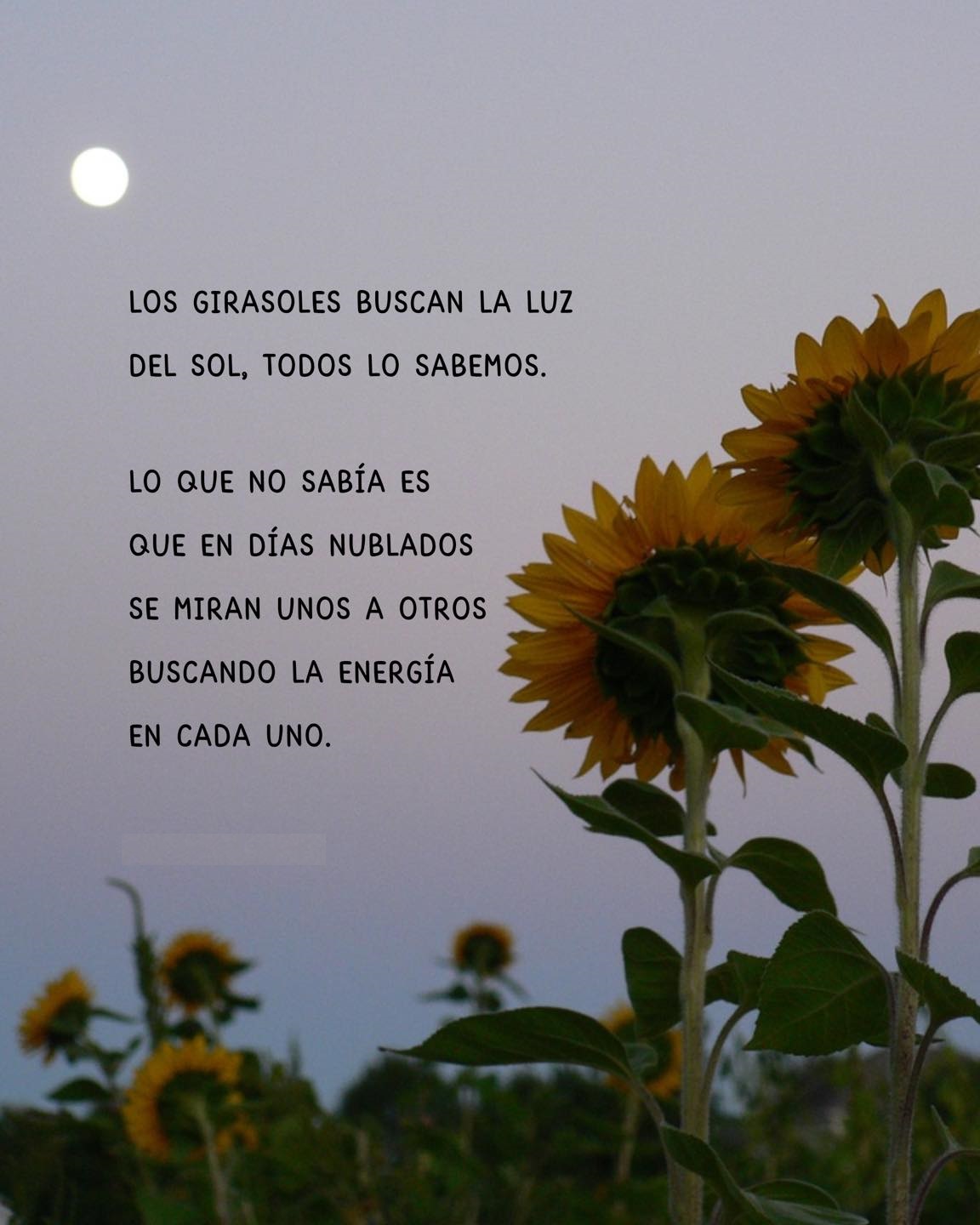 Los girasoles buscan la luz del sol, todos lo sabemos