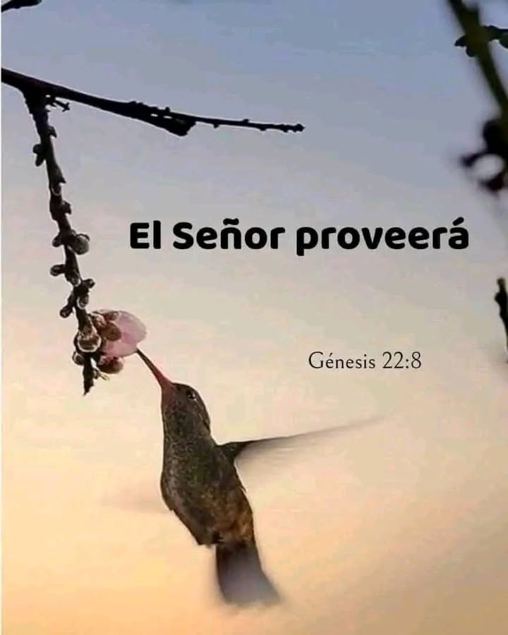 El Señor proveerá. Genesis 22:8