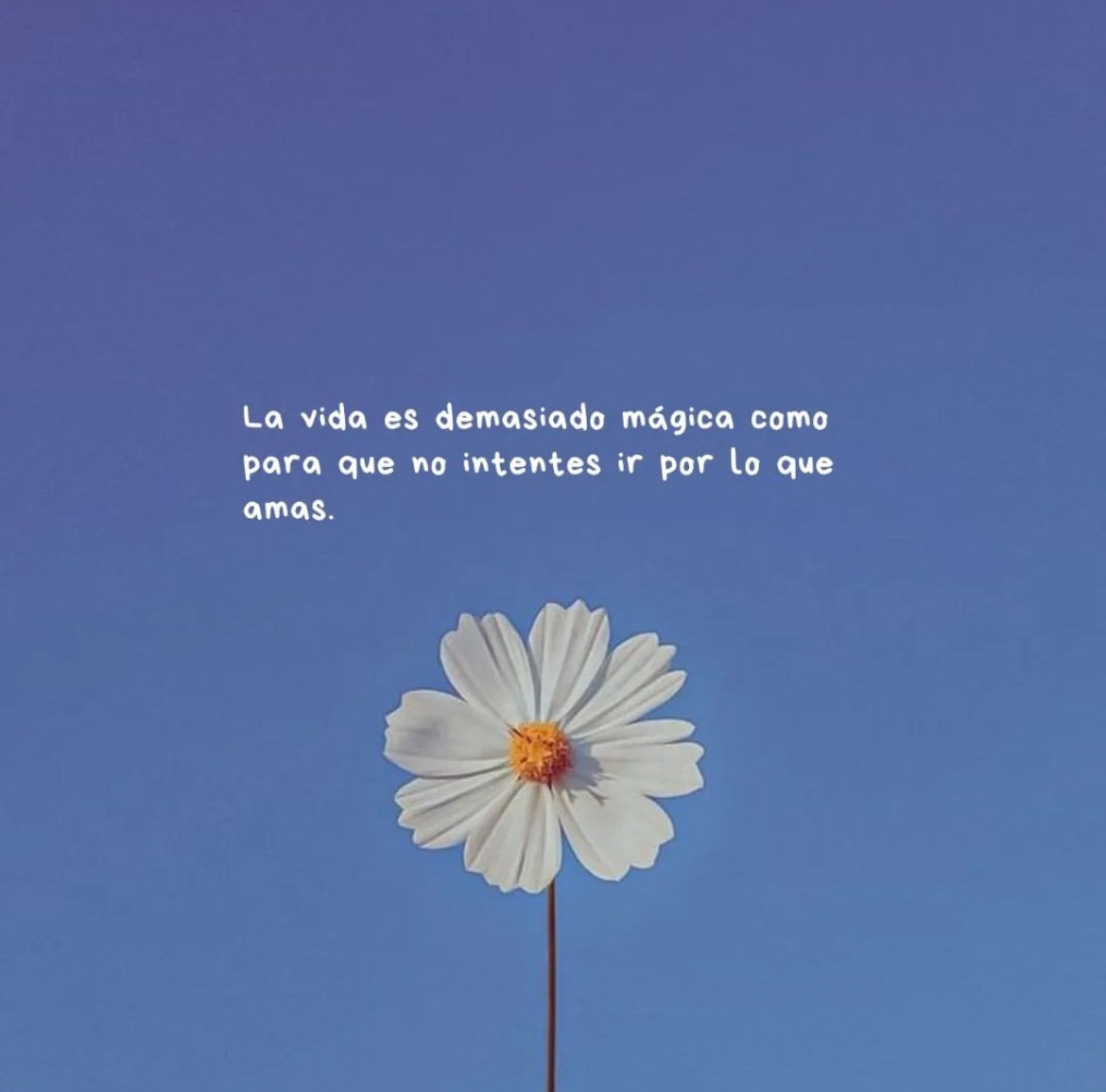 La vida es demasiado mágica como que no intentes ir por lo que amas
