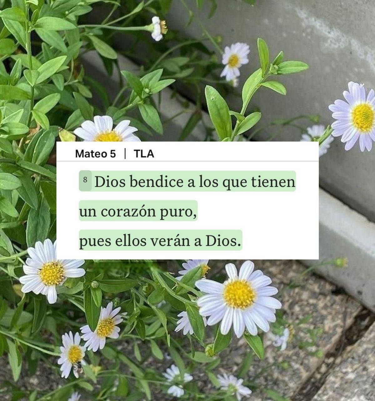 Dios bendice a los que tiene un corazón puro, pues ellos verán a Dios